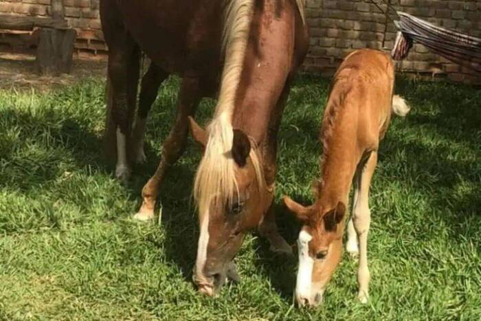 Pferde auf der Farm in Peru