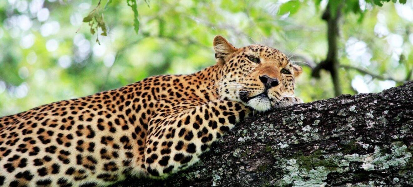 Leopard im Yala Nationalpark in Sri Lanka