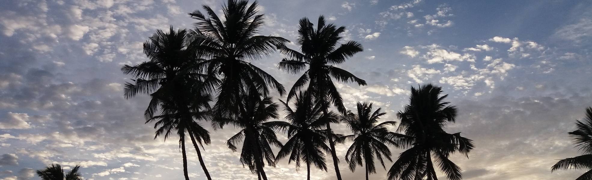Palmen in Sri Lanka – Adventure & Trips