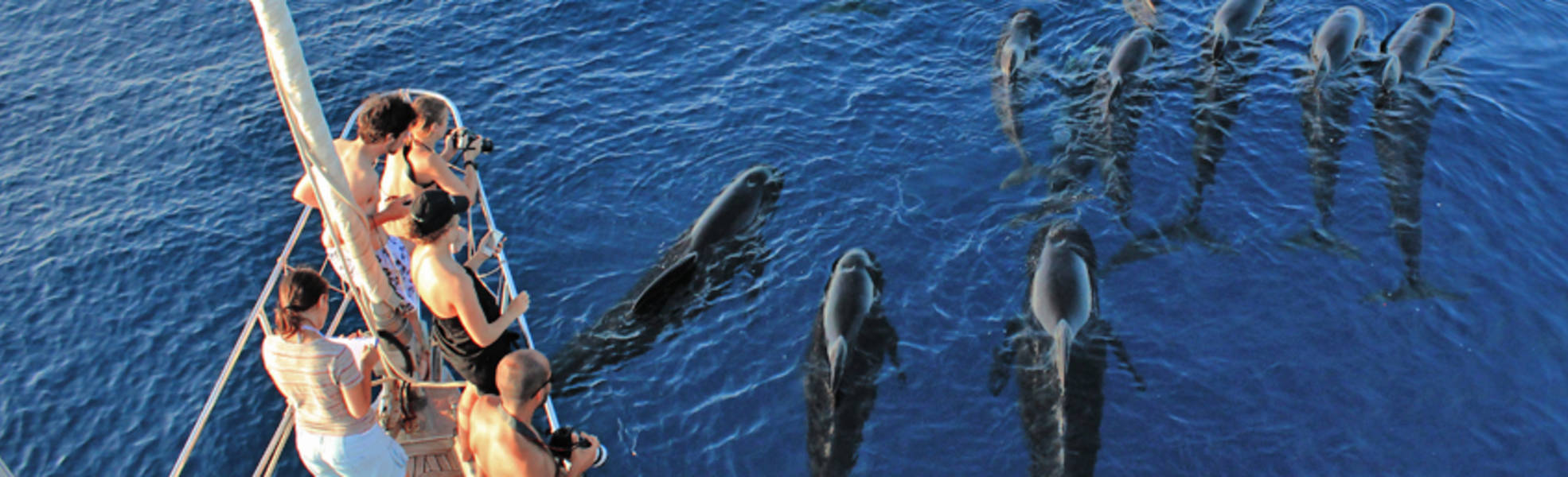Volunteers beobachten Wale bei der Freiwilligenarbeit in Italien