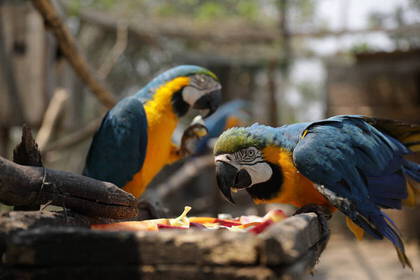 Papageie bei der Fütterung