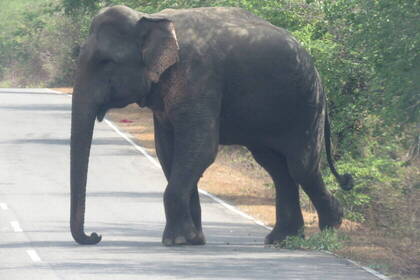 Mit Glück bekommt man beim Trekking & Wildlife Abenteuer auch wilde Elefanten zu sehen.