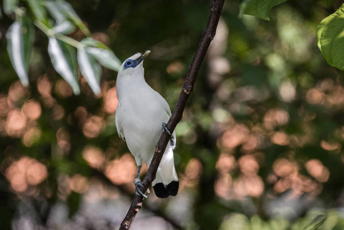 Vogelschutz auf Nusa Penida